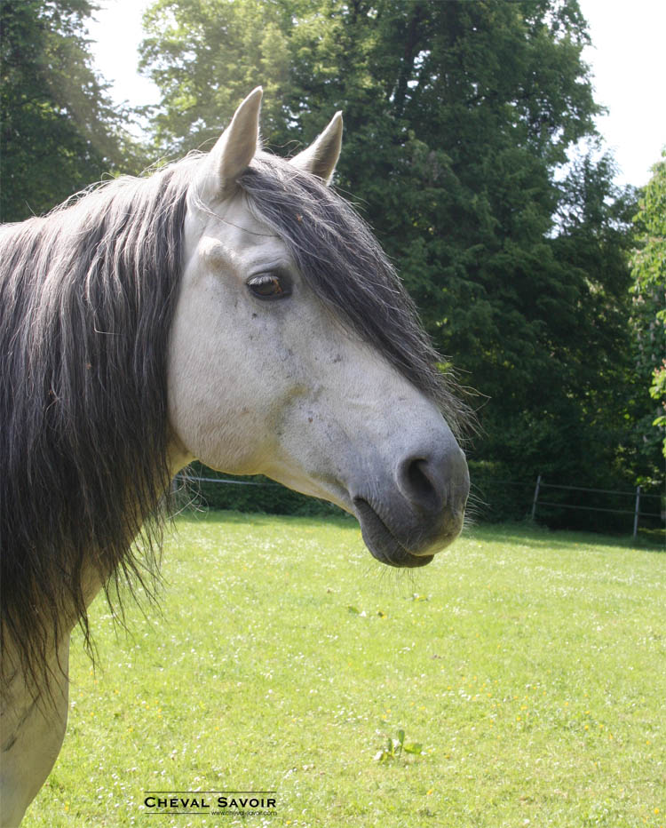 LE BARBE (cheval,photos,description...) Cheval-barbe