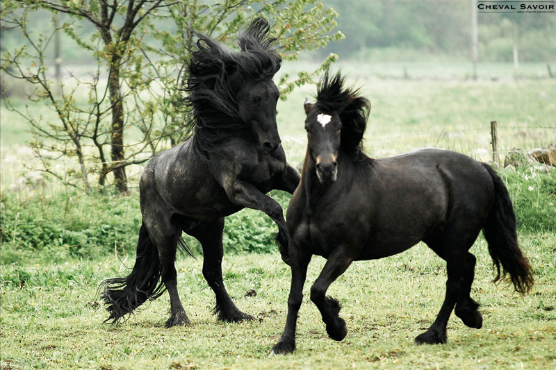 les chevaux.. - Page 2 Robes-cheval-noir-pangare-1