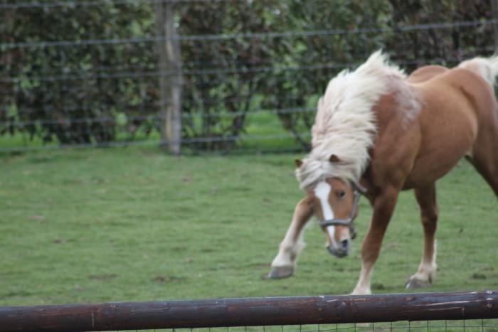 mes zanimaux 3mqg2u50lrtjb1