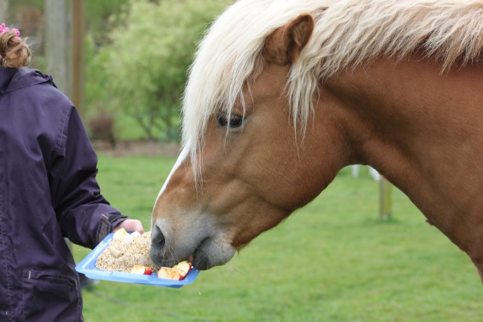 je rencontre de petits problèmes avec mon dindon à cheval  8ei66v25158px1