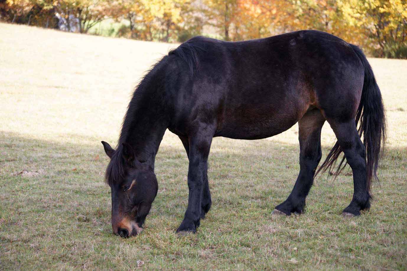 Rassemblement annuel des chevaux de race auvergne Syora-2006