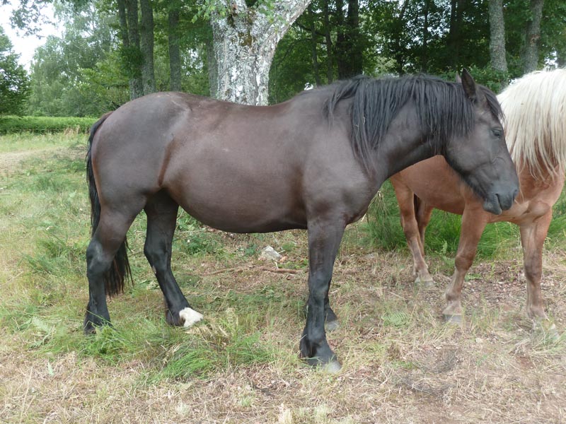 Rassemblement annuel des chevaux de race auvergne Volcane-2-2009