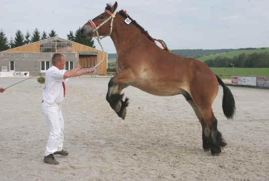 l'Ardennais, un cheval polyvalent qui gagne à être connu Index.340