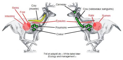 Anatomie du gibier ! Denis_cerf1