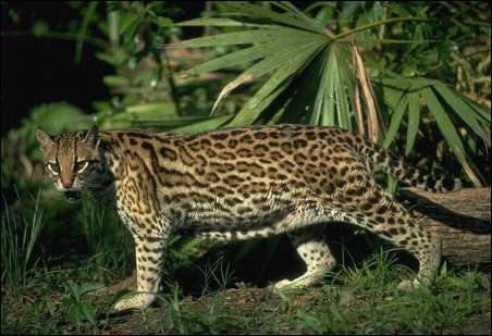 Animaux Sauvages : L'ocelot Ocelot3