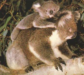 Les nanimaux Koala2
