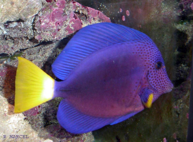 images d'aquariophles... Zxanthurumred