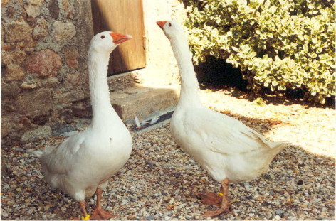 Louange à Dieu dans sa nature Oies%20de%20Bresse