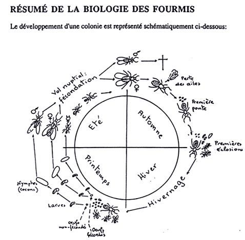 Images fourmis (post qui sera re-dirig vers la poubelle) Cycle