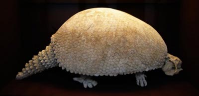 Les animaux disparus que nos ancètres ont rencontré. Glyptodon_1147_w560