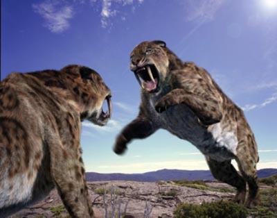 LES ANIMAUX DISPARUS  +  autres articles quand je trouve??? Tigre-a-dents-de-sabre-smilodon_1145_w560