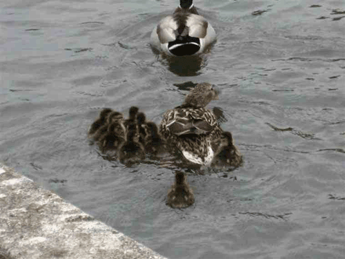 animaux belle histoire Canard10