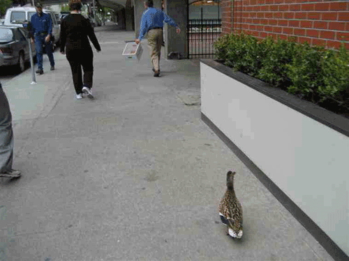 animaux belle histoire Canard7