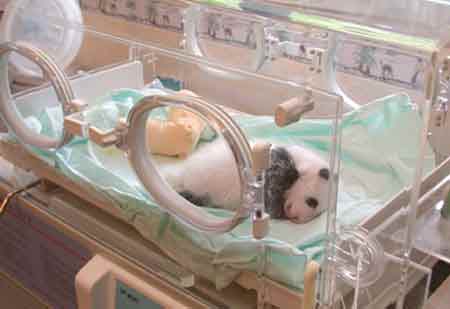 La naissance d'un bébé Panda 010_panda_35