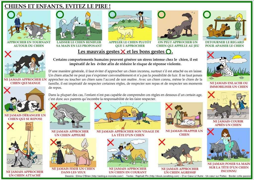 enfa* - L'enfant et le chien: morsures Chien-et-enfant-3