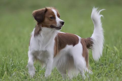 la pension que tu connais lolo  Kooikerhondje-000