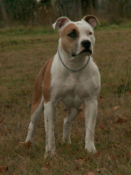 Hommage à Ninon! Chiens-American-Staffordshire-Terrier-15005f70-f556-7c44-1927-c7eec902857f