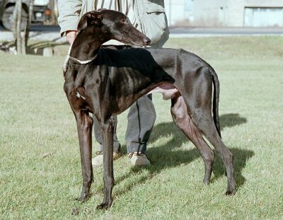 Galgo Chiens-Levrier-espagnol-537339d7-c9d2-4ee4-7986-97ea15271924