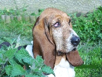 En veux tu en voila ( dite Eva) des vents de la genête TN200_chiens-Basset-Hound-9417e911-e141-fb84-d9cd-e1d5d3c07332