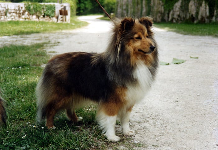 Petites mamies shelties à donner contre bons soins Chiens-Shetland-Sheepdog-090fbaeb-7e60-f3d4-1182-8fa7249c3d99