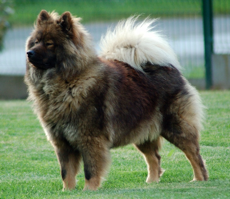 L'Eurasier Chiens-Eurasier-ff18f264-9fa4-4ef4-856e-2cf1a54a8346