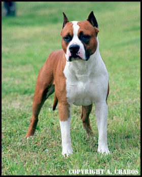 Chiot Amstaff  rserver... Chiens-American-Staffordshire-Terrier-e3f30611-1155-5f74-5d52-ee11f423d505