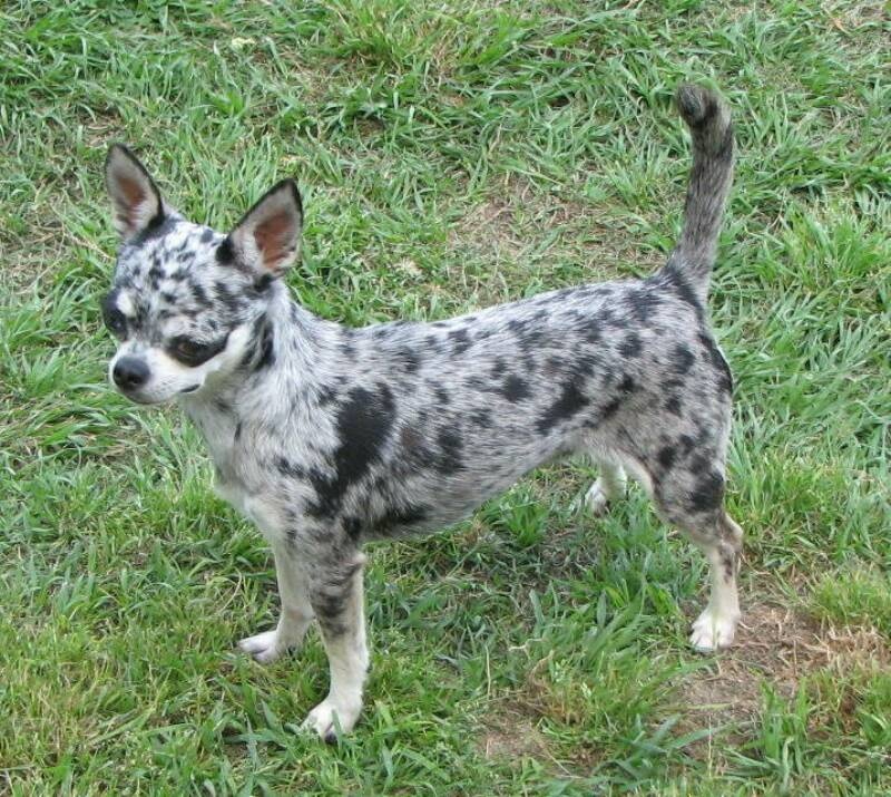 PFH's Dazzling Blue, mon ptit merle... Chiens-Chihuahua-1563f43f-e391-cc24-11ba-803c507e8773