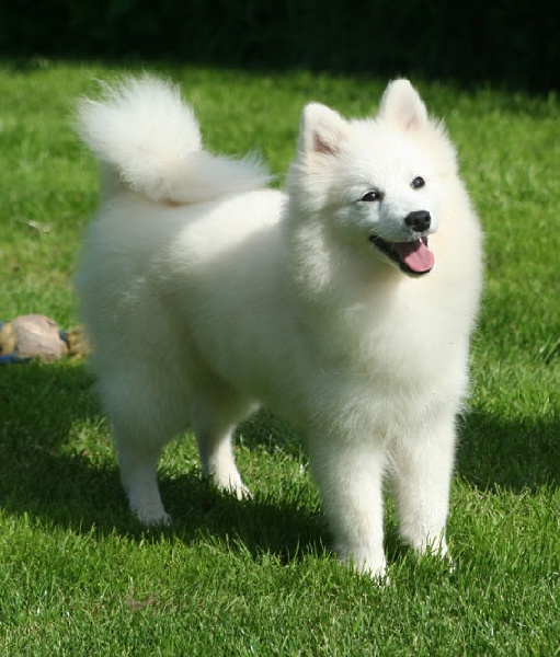 Les races de chiens Chiens-Spitz-japonais-f0212e0a-7163-ac84-4db9-7a1813b8b67c