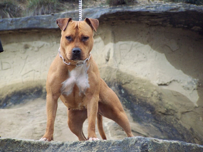 Banka de l'oeil du cyclone Chiens-American-Staffordshire-Terrier-0ceb6b6e-da7f-e934-0953-a5f1ecb8fcff