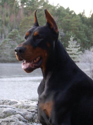 Forever Star : chiots Dobermanns pour cet été ! Chiens-Dobermann-be0cad7f-1489-be34-7967-7d5784f6a1e7