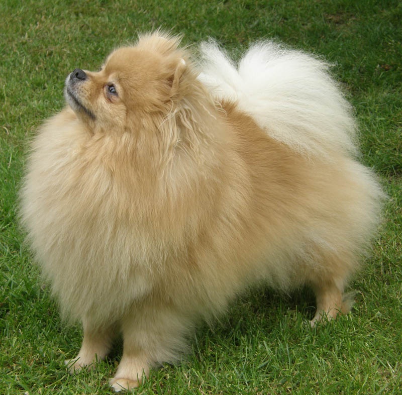 Spitz Allemands LOF - Millésime 2012 en attente ! Chiens-Spitz-allemand-e2063b29-d3c2-2f74-29f3-b3f20eec257c