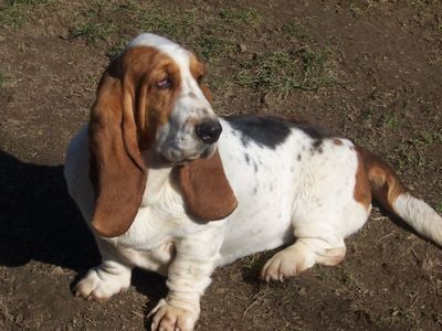 En veux tu en voila ( dite Eva) des vents de la genête Chiens-Basset-Hound-e3877dfe-e5ae-eb84-f9d0-7ae55dd937c6