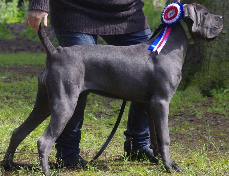 Expo Nantes le 9/12/17 - Page 2 Chiens-Cane-Corso-42473cc3-f0c0-7734-a58b-142014269ef0