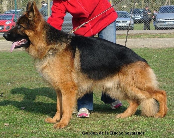 Gullie de la villa des mystères ( BAF poil long LOF ) - Page 6 Chiens-Berger-allemand-Poil-Long-9d227fb8-2adc-8ea4-0575-70508f599fca