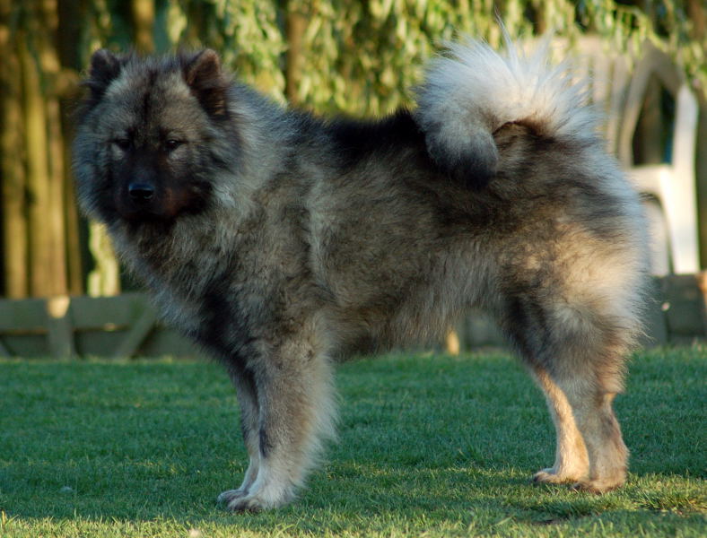 Eurasier Dfd00ebd-d41e-5564-bd32-5dc61697c086