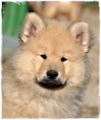 eurasier - Goliath des légendes de retz [Eurasier] - Page 4 322d51fd-161e-3004-fdf3-0e3622be3560