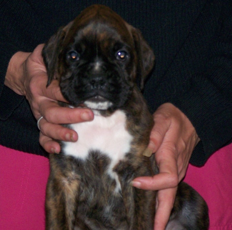 Chiots Boxers LOF Forever Star, mes 1ers chiots boxers - Page 12 3c55386d-8df5-f324-9dd2-3ab5b57e832f