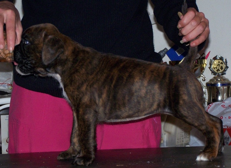 Chiots Boxers LOF Forever Star, mes 1ers chiots boxers - Page 12 59f886a4-b447-d4d4-715d-80d7efa625a8