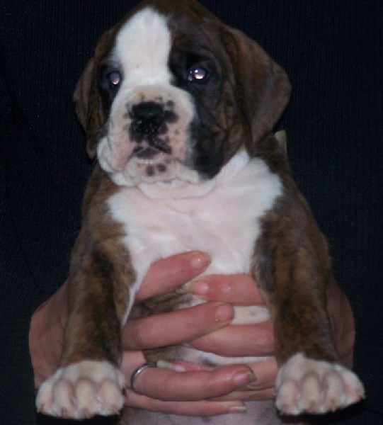 Chiots Boxers LOF Forever Star, mes 1ers chiots boxers - Page 12 5a624663-dcd7-0504-71f6-f3916a54feaa