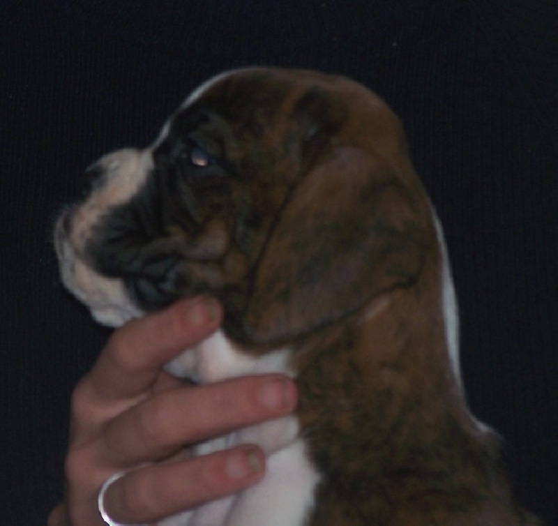 Chiots Boxers LOF Forever Star, mes 1ers chiots boxers - Page 12 679a65b5-801e-9574-4160-6c5898e45250