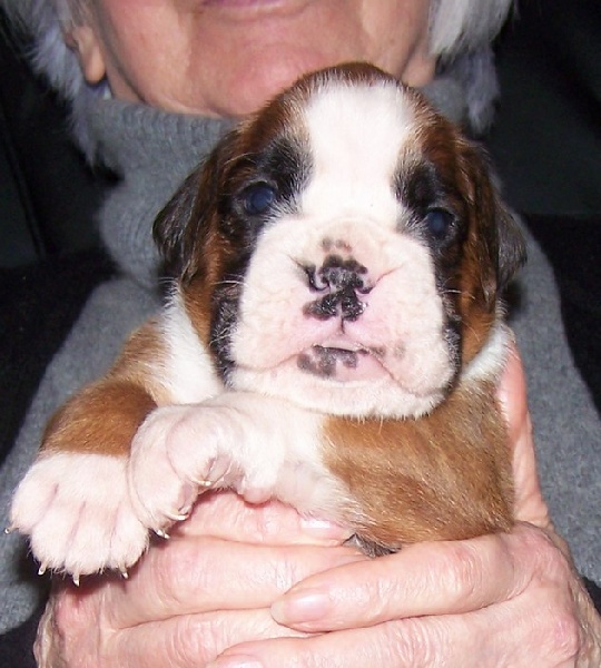 Chiots Boxers LOF Forever Star, mes 1ers chiots boxers - Page 11 Decf6fee-3680-5d44-5d16-343d7326e59f