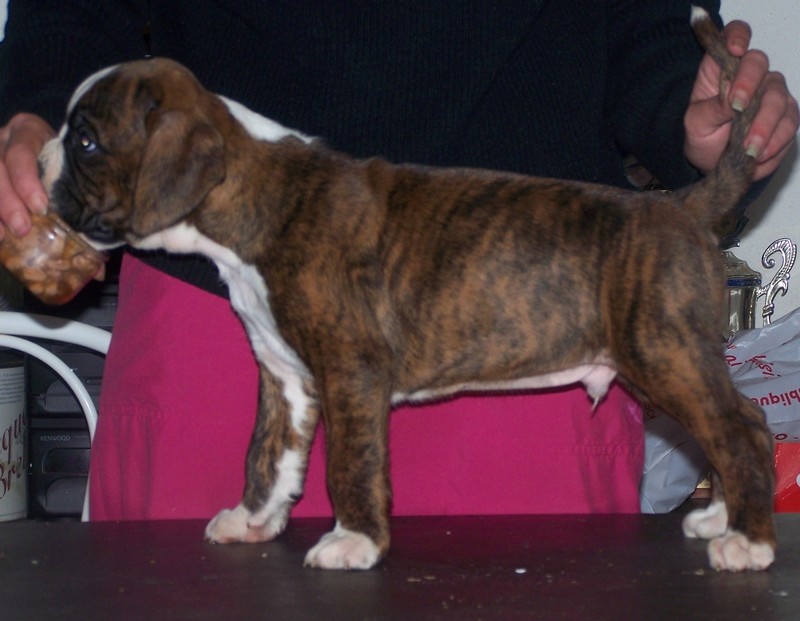 Chiots Boxers LOF Forever Star, mes 1ers chiots boxers - Page 12 F4c59464-2cd6-1094-2d99-6847c5c871e6