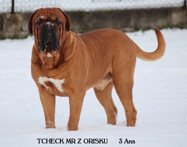 dogue - disponible, très joli chiot femelle Dogue de Bordeaux de 2 mois F080bcf5-998c-e444-915c-d5e6483bcf76