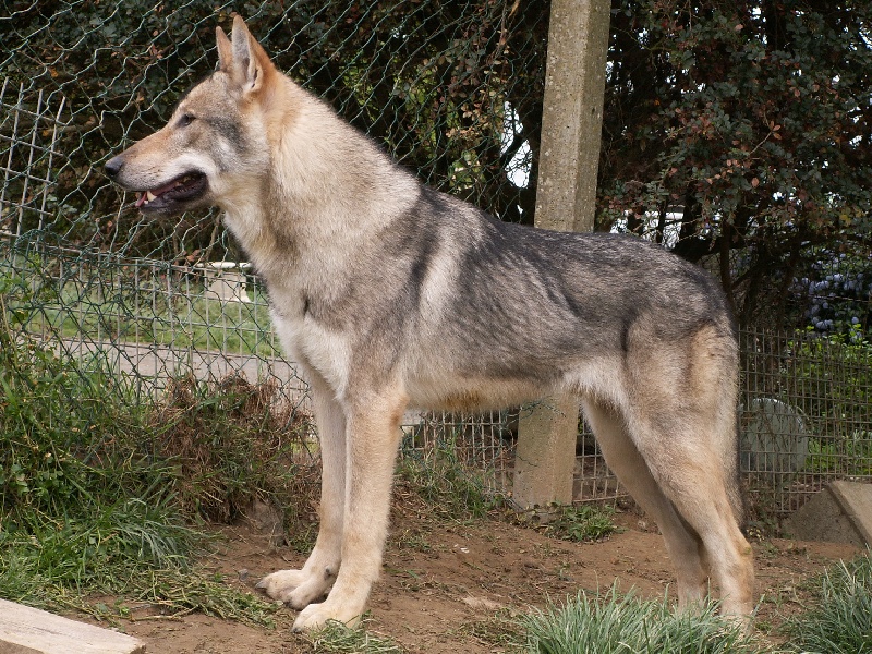 Chien Loup de Saarloos B89q385uzg