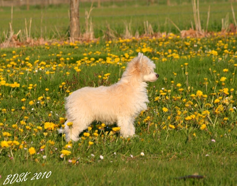 Quel chien me conviendrait-il ? - Page 3 7736dbd9-b15d-1024-4dd8-6e5c6a4024e0