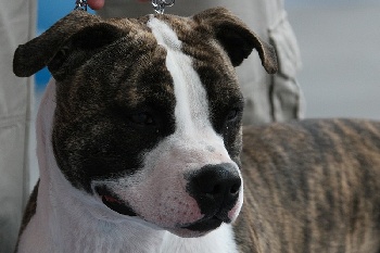 Chiot Amstaff  rserver... 948a6fbe-8a86-3374-810e-01fdeac0d450