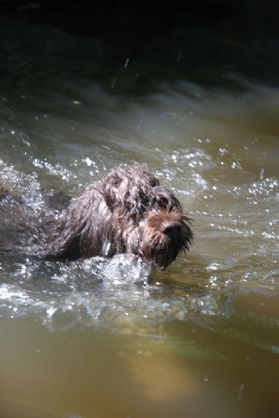 Le chien d'eau Portuguais (Cao de Agua, groupe 8) 6d28a1f2-ed54-b534-0d54-0e2cc8dc536d