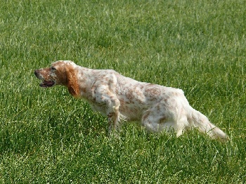 Chien chasse à l'affut ! 038ee2aa-6053-0004-d12b-35cec085cf38