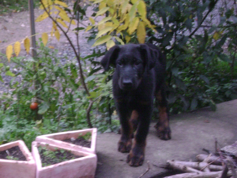 urgent : jeunes males beaucerons lof a vendre 53da0087-a202-9104-3561-5be261b99358