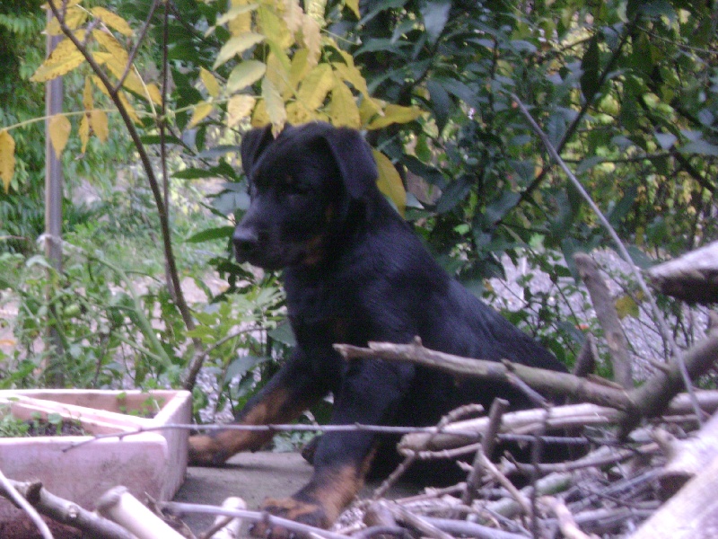 urgent : jeunes males beaucerons lof a vendre Ee8c1274-7508-4b54-691e-e88777fcdd6f